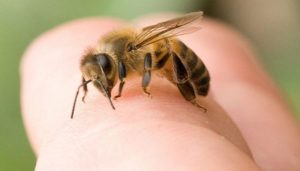 Hướng dẫn cách sơ cứu khi bị ong đốt