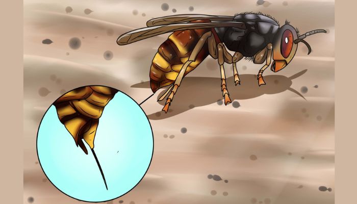 Những vấn đề nguy hiểm có thể gặp phải khi bị ong đốt